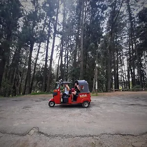 Pine Trees Проживание в семье Наллатания
